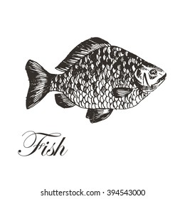 vector hand drawn carp illustration. seafood fish sketch drawing