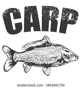 Vector hand drawn carp sketch. Sea food fish drawing illustration. Engraved isolated on white background. Black outline vintage cartoon icon for decoration design. Ink graphic line art doodle style.