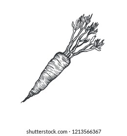 Vector hand drawn carrot isolated on white background. Ink vegetable in vintage stile for post cards, menu, invitation and banners