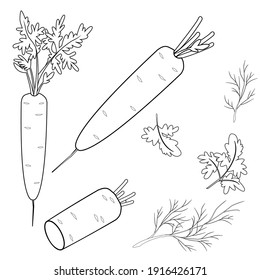 Vector hand drawn carrots outline doodle icon. Food sketch illustration for print, web, mobile and infographics isolated on white background.