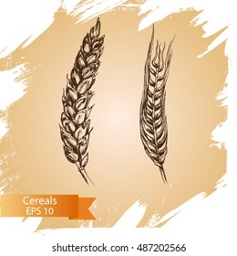 Vector hand drawn cereal crops sketches. Farm fresh and locally grown organic products.