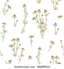 Vector hand drawn chamomile plant seamless pattern.