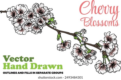 Vector hand drawn cherry blossoms. White and pink petals with green leaves on brown branches. Elegant cherry blossoms for print and online design projects. These assets are ready to use, easy to edit.