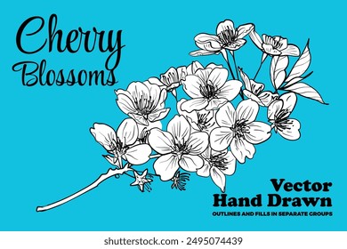 Vector dibujado a mano flores de cerezo. Contorno negro, relleno blanco en grupos separados. Elegantes flores de cerezo para proyectos de diseño impreso y en línea. Estos materiales están listos para usar y son fáciles de editar.