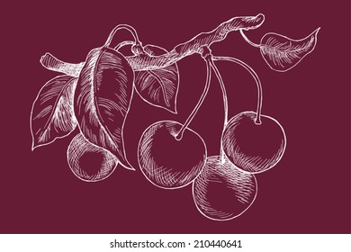 Vector hand drawn cherry branch with cherries and leaves | Vintage cherries drawing, inverted engraving on color background