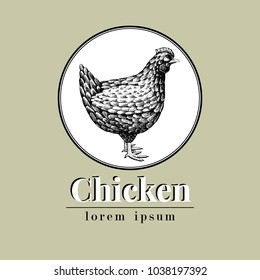 Vector hand drawn chicken illustration. Retro engraving style. Sketch farm animal drawing. Hen logo template.