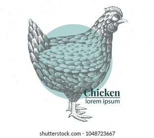 Vector hand drawn chicken illustration. Retro engraving style. Sketch farm animal drawing. Hen logo template.