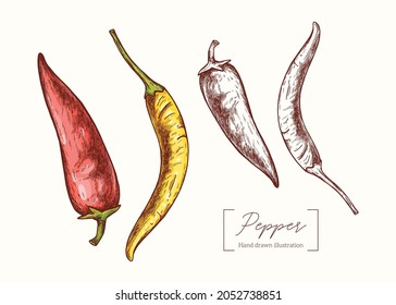 Vector hand drawn chili pepper illustration in vintage engraving style. Botanical Illustration. Eco food. Healthy vegetable. Red and yellow hot peppers. Menu design, restaurant, shop