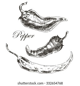 vector hand drawn chili pepper sketch set. ink and pencil retro vintage botanical illustration
