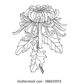 vector hand drawn chrysanthemum illustration