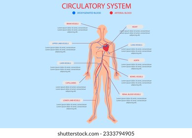 vector hand drawn circulatory system infographic