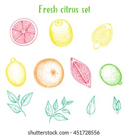 Vector hand drawn Citrus set. Top view. Drawn in ink.