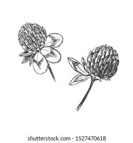 vector hand drawn clover flowers. botanical collection for design template. wild flower elements 