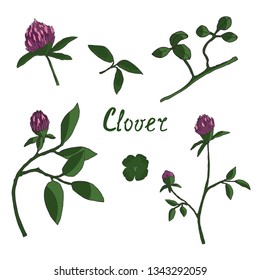 Vector hand drawn clover set, clover, clover flowers and leaves, set