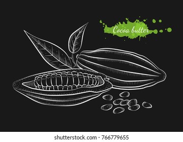 Vector hand drawn cocoa beans. Isolated hand drawn illustration on black background. Organic natural healthy product. Great for banner, poster, label, package