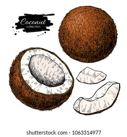 Vector hand drawn coconut set. Tropical summer fruit  illustrations. Detailed colorful food drawing. Great for label, poster, print, menu packaging design.