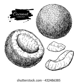 Vector hand drawn coconut set. Tropical summer fruit engraved style illustrations. Detailed food drawing. Great for label, poster, print 