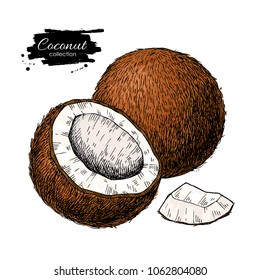 Vector hand drawn coconut. Tropical summer fruit illustration. Detailed colorful food drawing. Great for label, poster, print, menu packaging design.