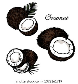 Vector hand drawn of coconuts set on white background.