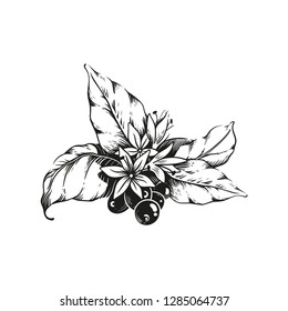 Vector hand drawn Coffee Branch. Coffee plants engraved style illustration. Realistic nature style. Perfect for menu, invitations, greeting cards, posters.