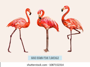 Vector hand drawn collection of beautiful exotic pink flamingo. Isolated on white background. Tropical  illustration of flamingos  in Hawaiian style