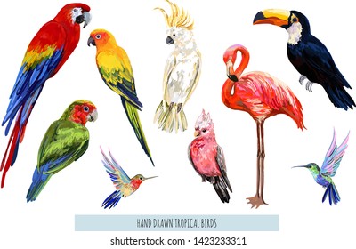 Vector hand drawn collection of beautiful exotic tropical birds. Isolated on white background.