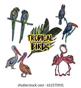 Vector hand drawn collection of beautiful exotic tropical birds. Isolated on white background.