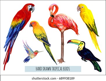 Vector hand drawn collection of beautiful exotic tropical birds. Isolated on white background.