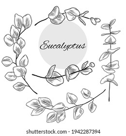 Vector hand drawn collection of eucatyptus branches, medical herbs, plants, leaves