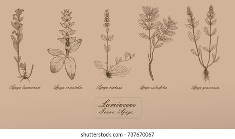 Vector hand drawn collection of herbs
