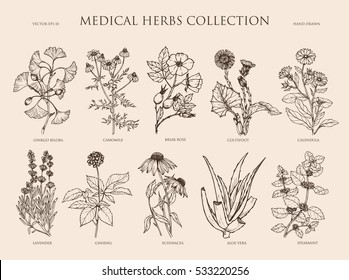 Vector hand drawn collection of medical herbs. Botanical set.Vintage design with herbal flowers illustration.