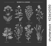 Vector hand drawn collection of medicinal, cosmetics herbs. St. John