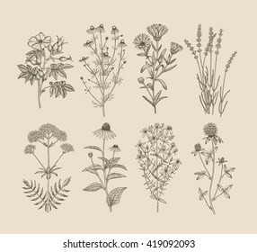 Vector hand drawn collection of medicinal, cosmetics herbs. St. John's Wort, echinacea, lavender, valerian, chamomile, calendula, dog-rose, clover plants.