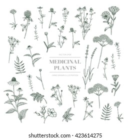 Vector hand drawn collection of medicinal, cosmetics herbs. St. John's Wort, echinacea, lavender, valerian, chamomile, calendula, dog-rose, clover plants.