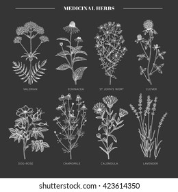 Vector hand drawn collection of medicinal, cosmetics herbs. St. John's Wort, echinacea, lavender, valerian, chamomile, calendula, dog-rose, clover plants.