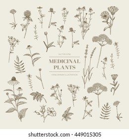 Vector hand drawn collection of medicinal, cosmetics herbs. St. John's Wort, echinacea, lavender, valerian, chamomile, calendula, dog-rose, clover plants.