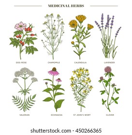 Vector hand drawn collection of medicinal, cosmetics herbs. St. John's Wort, echinacea, lavender, valerian, chamomile, calendula, dog-rose, clover plants.