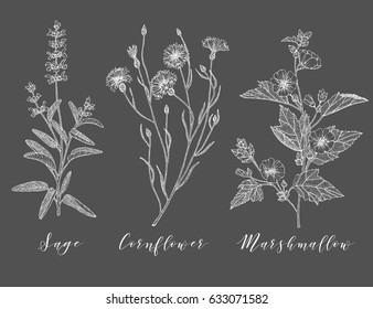Vector hand drawn collection of medicinal, cosmetics herbs and plants. Sage Cornflower and Marshmallow.