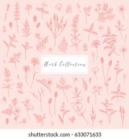 Vector hand drawn collection of medicinal, cosmetics herbs and plants. Sage Cornflower Marshmallow Burnet Celandine Blue Vervain Tansy and Hyssop.