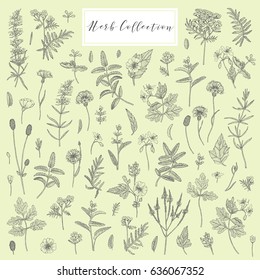 Vector hand drawn collection of medicinal, cosmetics herbs and plants. Sage Cornflower Marshmallow Burnet Celandine Blue Vervain Tansy and Hyssop.