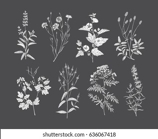 Vector hand drawn collection of medicinal, cosmetics herbs and plants. Sage Cornflower Marshmallow Burnet Celandine Blue Vervain Tansy and Hyssop.