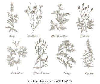 Vector hand drawn collection of medicinal, cosmetics herbs and plants. Sage Cornflower Marshmallow Burnet Celandine Blue Vervain Tansy and Hyssop.