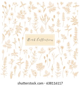 Vector hand drawn collection of medicinal, cosmetics herbs and plants. Sage Cornflower Marshmallow Burnet Celandine Blue Vervain Tansy and Hyssop.