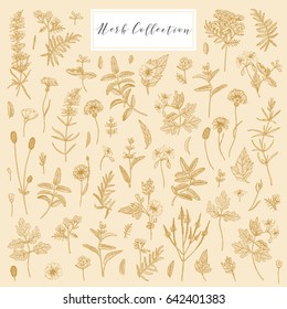 Vector hand drawn collection of medicinal, cosmetics herbs and plants. Sage Cornflower Marshmallow Burnet Celandine Blue Vervain Tansy and Hyssop.