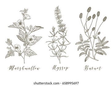 Vector hand drawn collection of medicinal, cosmetics herbs and plants. Marshmallow Burnet and Hyssop.