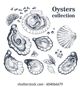 Vector hand drawn collection of oysters.