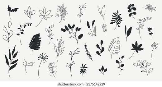 Plantas de recolección hechas a mano por vectores, hojas. Botánica. Establecer. Ilustraciones vectoriales monocromáticas. Hojas de época en línea.