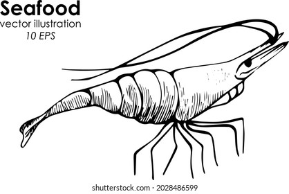 Vector hand drawn collection of shrimp illustration. Simple fish isolated on white background. Design element underwater world.