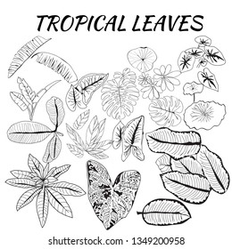 Vector hand drawn Collection of tropical leaves in sketch style. Can use for pattern, logo, template, banner, posters, invitation and greeting card design. 