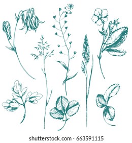 Vector hand drawn collection with wild  herbs on white. Hand drawn botanical sketch with plants, leaves and flowers. For print, card, wrapping and other natural herbal design. 